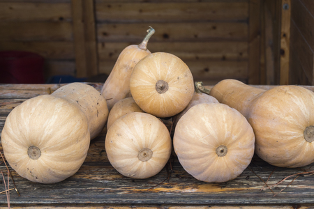 Butternut Pumpkinsの写真素材