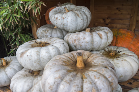 White and orange pumpkings wonderの写真素材