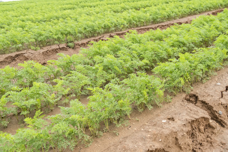 Carrots cropの写真素材