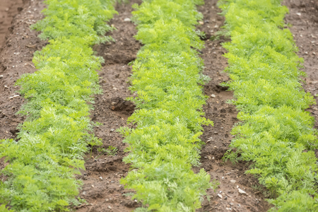 Carrots cropの写真素材
