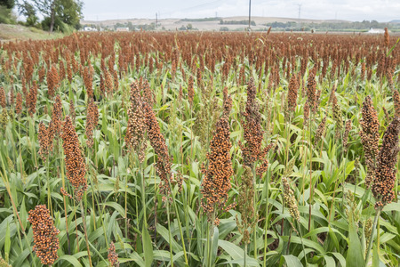 Sorghum fieldの写真素材
