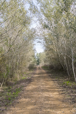 Rural dirt road in the middle of natureの写真素材
