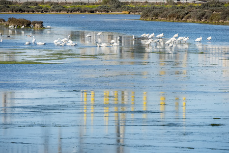 Marsh birds in Puerto Real, Cadiz, Spainの写真素材