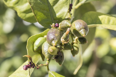 Lemons growing on the tree in springの写真素材