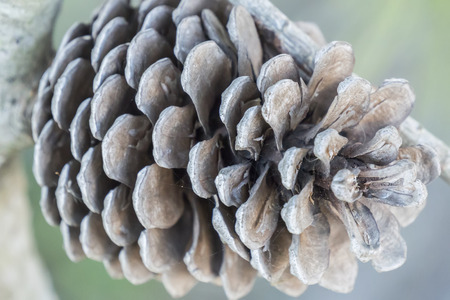 Dry and open pinecone in the treeの写真素材