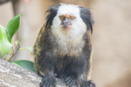 Callithrix geoffroyi, Titi de Geoffroy