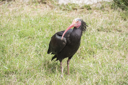 Gerunticus eremita, Northern bald ibisの写真素材