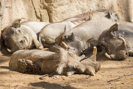 Warthoq family sleeping in the sun, Phacochoerus africanusの写真素材