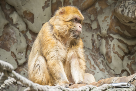 Barbary macaque staying calm and looking closely at something