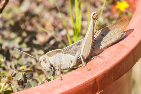 Acanthacris ruficornis grasshopper on the edge of a potの写真素材