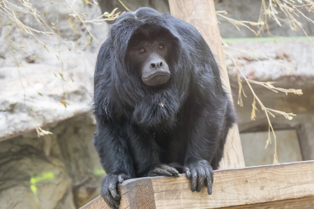 Black howler monkey watching something very carefullyの写真素材