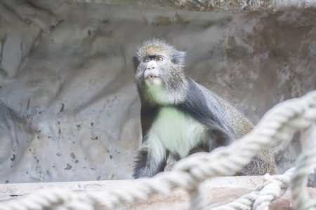 De Brazza's monkey watching something very carefully