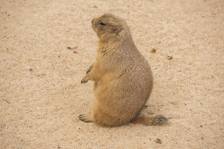 Black-Tailed prairie dog sitting on the sand, Cynomys ludovicianusの写真素材