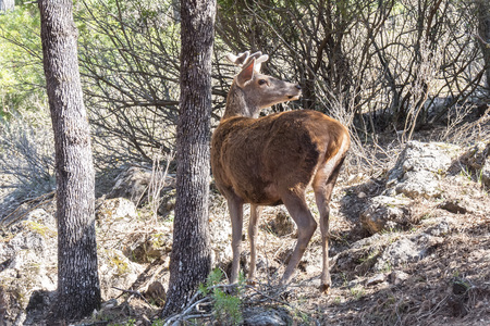 Deer (Cervus elaphus) in the natural park of Cazorla, Jaen, Spainの写真素材