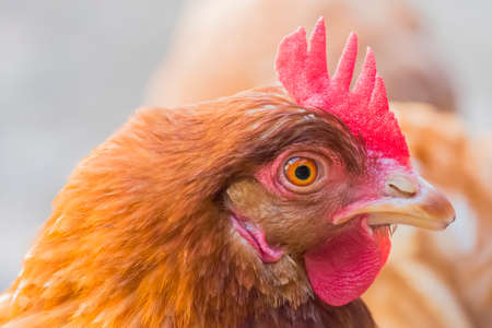 Hen staring because she is curious.の写真素材