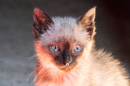 Blue eyed puppy cat head staring curious, lovely kitten.の写真素材