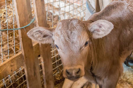 Newborn calf looking curious waiting for mother's milk.の写真素材