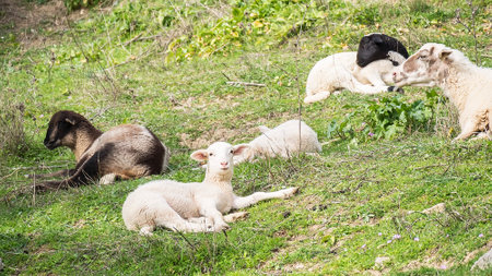 Payoya sheep resting in a meadow in the Sierra de Grazalema (CÃ¡diz, Andalusia, Spain).の写真素材