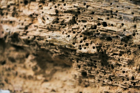 Macro photography termite damage in wood. Stone cliff with caves.の素材