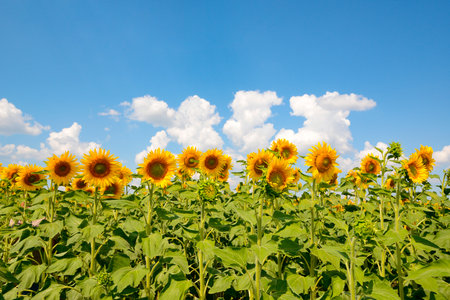 Sunflowers field and clear blue sky, rural landscape. Blooming sunflowers, background for cooking oil labelの写真素材
