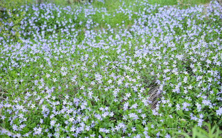 Flowering bluebells in a field in the springtimeの写真素材