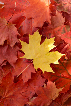 Autumn maple leaves background. Colorful autumn maple leaves background.