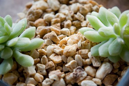 Nature harmony, closeup indoor shotの写真素材