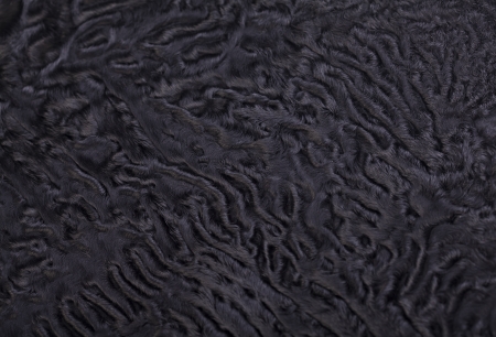 Piece of black sheep fur, close up shot
