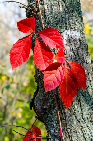 Autumn red leaves on a treeの写真素材