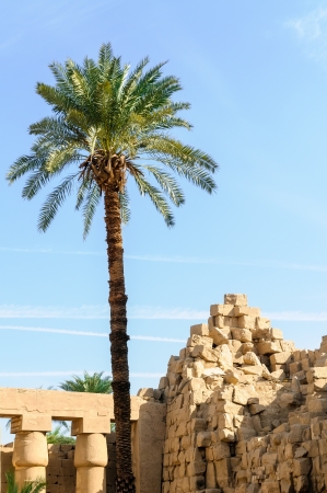 Palm and ruins in the Karnak temple in Luxor, Egyptの写真素材