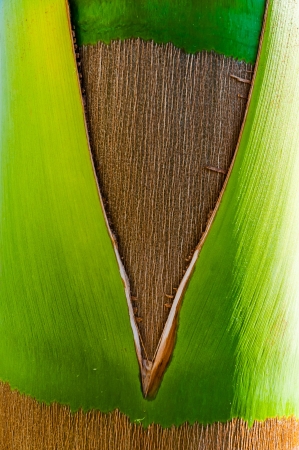Detail of the texture of an exotic tropical palmtreeの写真素材