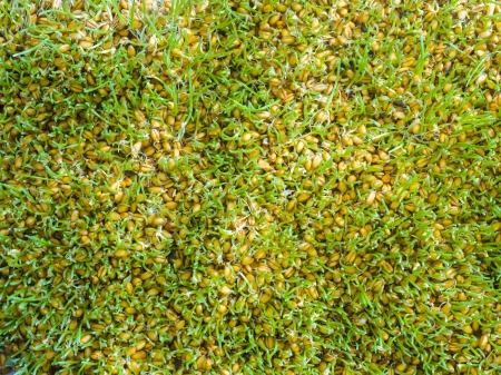 Texture a young green wheat sproutの写真素材