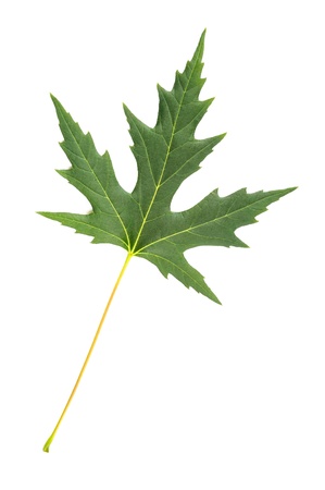 A green Maple tree leaf on white backgroundの写真素材