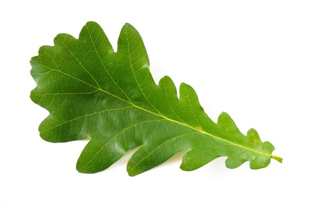 A simple green Oak tree leaf on white backgroundの写真素材