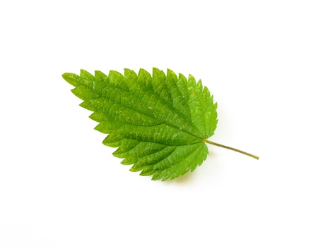 A stinging Nettle leaf on white backgroundの写真素材