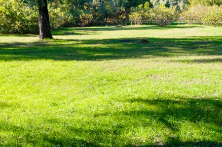 A quiet place for picnic on the grass in the parkの写真素材