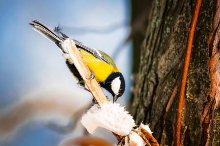 A Great Tit eating fat on a treee branch, in winterの写真素材