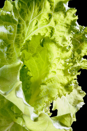 Closeup of tender green Batavia saladの写真素材