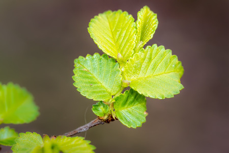 Young green leaves under the spring sunの写真素材