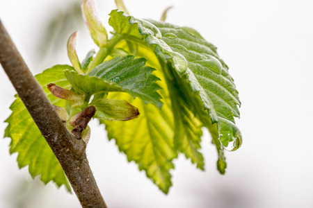Young leaves with a drop of rainの写真素材