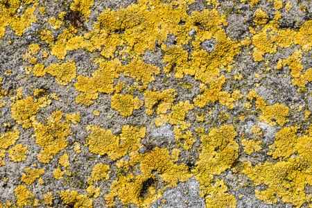 Yellow lichen on a gray concrete stoneの写真素材