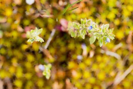 Macro of young green moss in springの写真素材