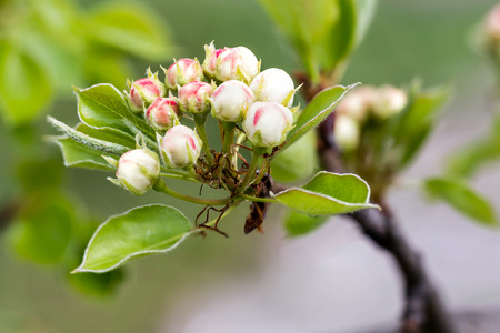 Red and white buds of fruit tree, as pear, apple, almond or cherry, on a branch, in spring under the sunの写真素材