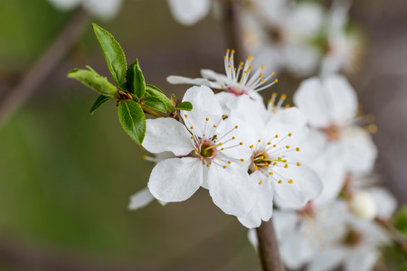 Fruit tree flower under the warm spring sunの写真素材