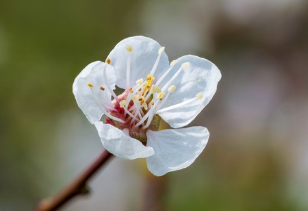 Fruit tree flower under the warm spring sunの写真素材