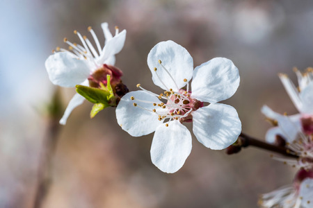 Fruit tree flower under the warm spring sunの写真素材