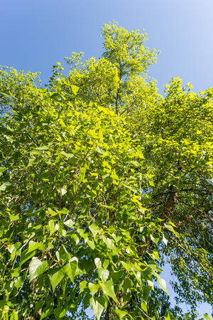 A black poplar seen from down on a blue sky backgroundの写真素材