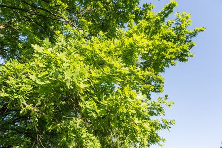 Vision of a tall oak tree, with a sky background, at the begining of the springの写真素材