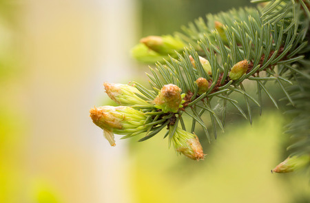 A macro detail of a green and orange fir bud in springの写真素材
