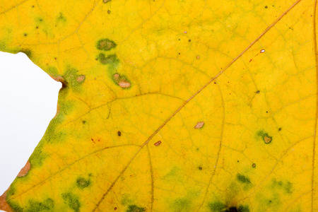 Macro of a Maple tree leaf with autumn colors